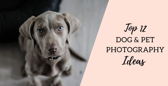 Top 12 Dog Photography and Pet Photography Ideas