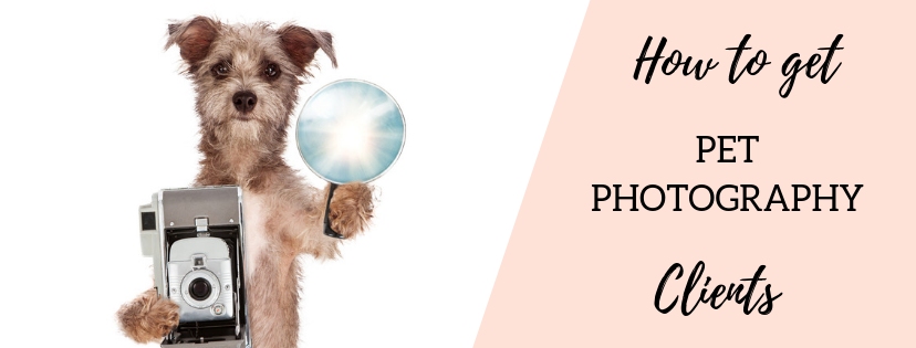 Pet Photography Business Get More Photography Clients